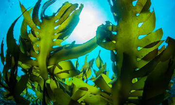 How Often Should You Take Seaweed Baths with Serrated Fucus and Irish Moss?